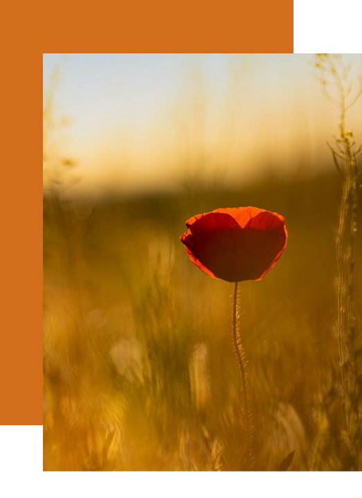 COQUELICOT SUR FOND