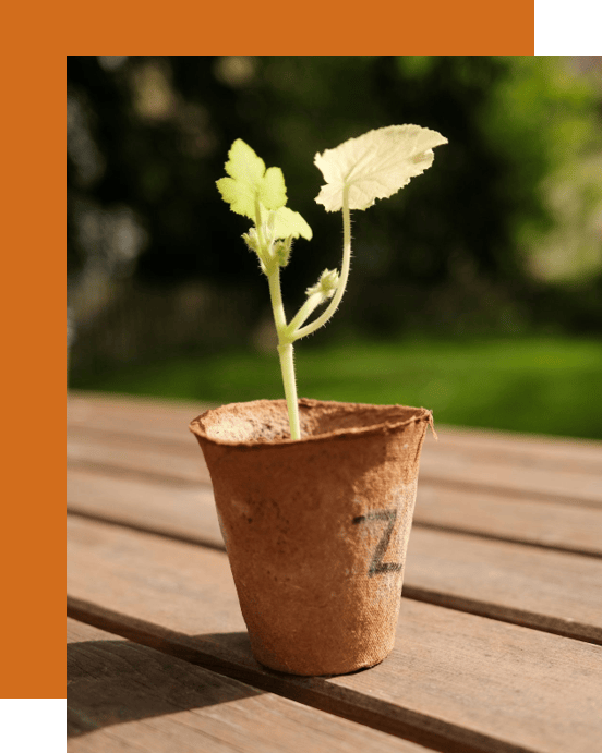 POT sur fond orange compr.jpg